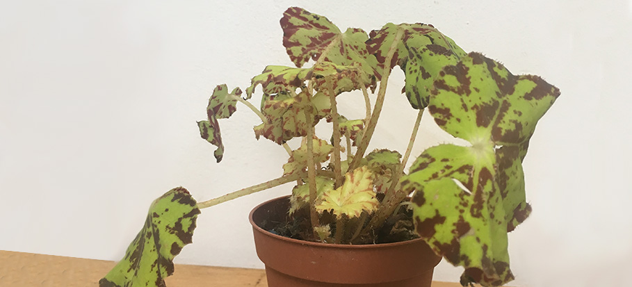 overwatered begonia plant