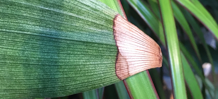 dry leaf tips