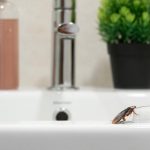 bathroom insects