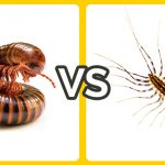 centipede vs millipede