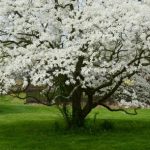 white dogwood tree