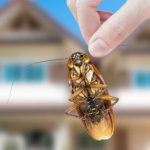 How to get rid of bugs in the house