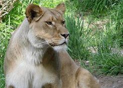 Lion at Tautphaus Park Zoo